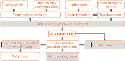 Development and large-scale production of human milk fat analog by fermentation of microalgae